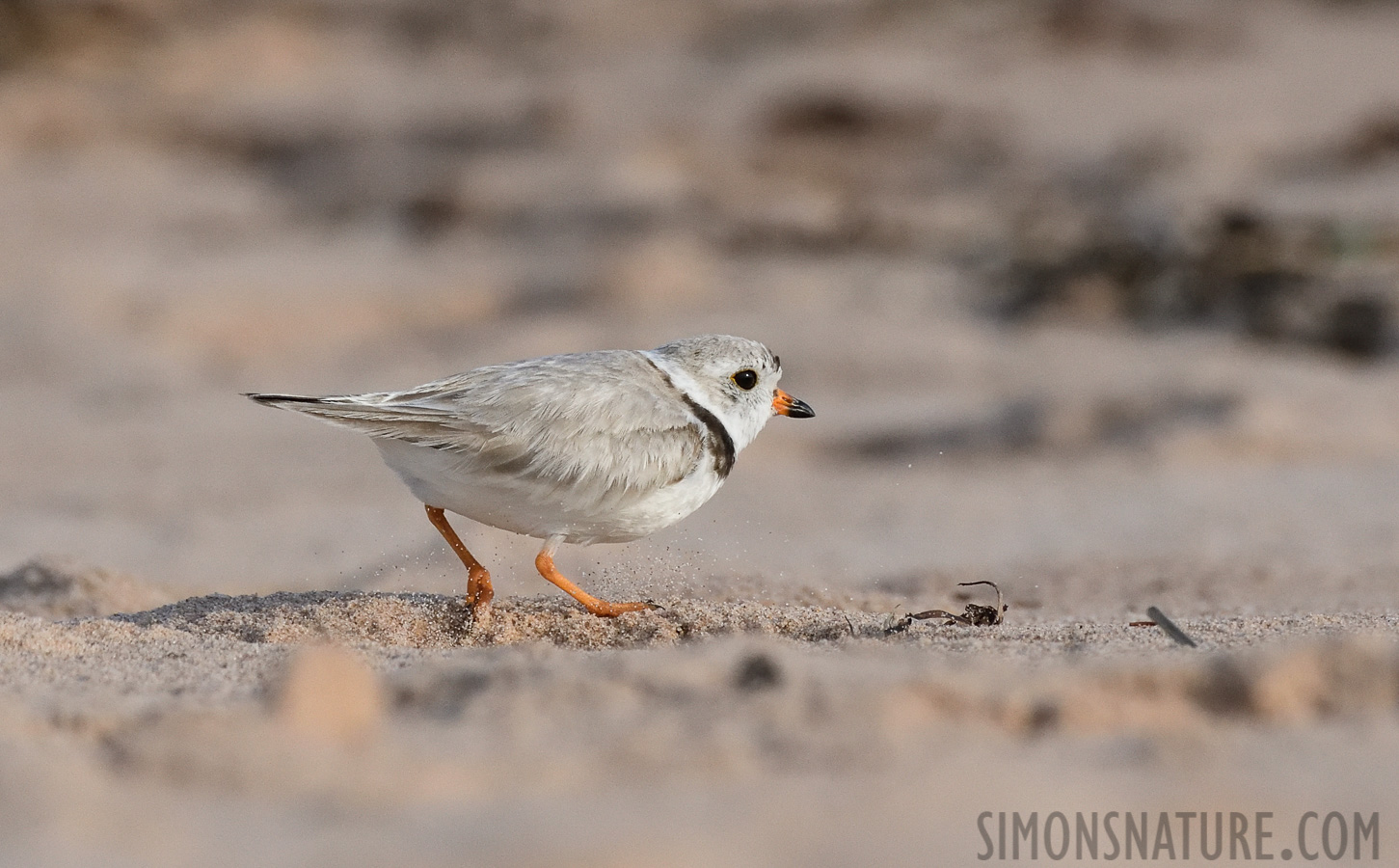 Charadrius melodus [400 mm, 1/3200 Sek. bei f / 7.1, ISO 1600]